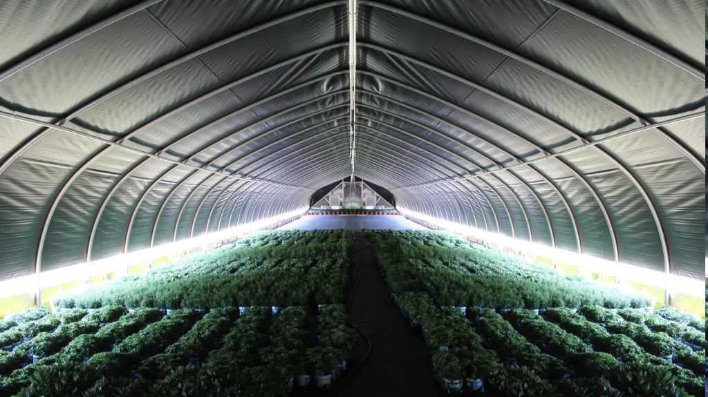 using light deprivation in a greenhouse allows you to increase crop yields