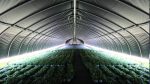 using light deprivation in a greenhouse allows you to increase crop yields