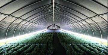 using light deprivation in a greenhouse allows you to increase crop yields