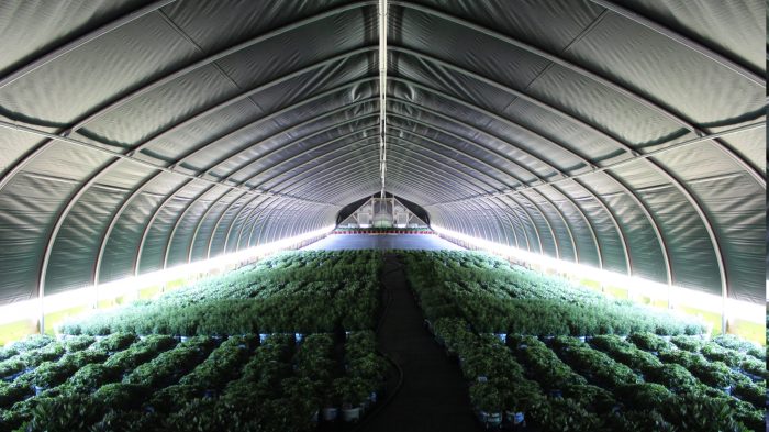 using light deprivation in a greenhouse allows you to increase crop yields