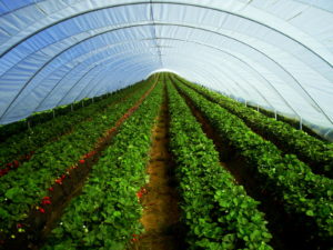 crops in covered greenhouse