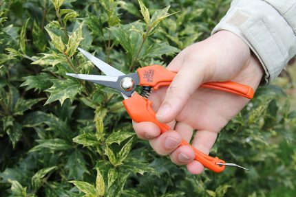 Harvesting Pruners - Straight