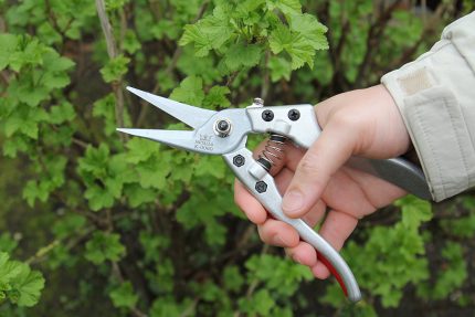 Silver Line Pruners - Straight