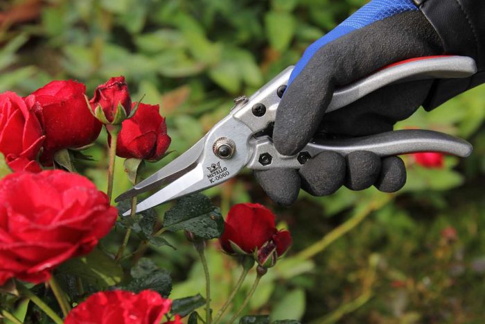 rose-pruning