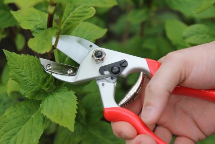 Pruning plants using anvil pruner