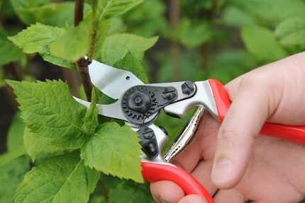 medium bypass pruner