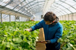 A young research student with a tablet computer in a greenhouse