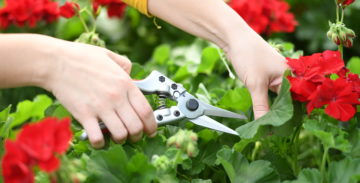 person using hand pruners to prune a flowering plant