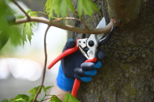person using hand pruners to prune a tree