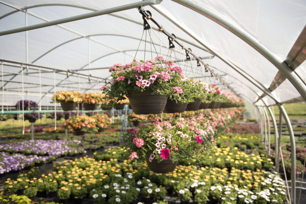 growing flowers in a greenhouse