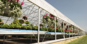 greenhouse with roll up sides for natural ventilation