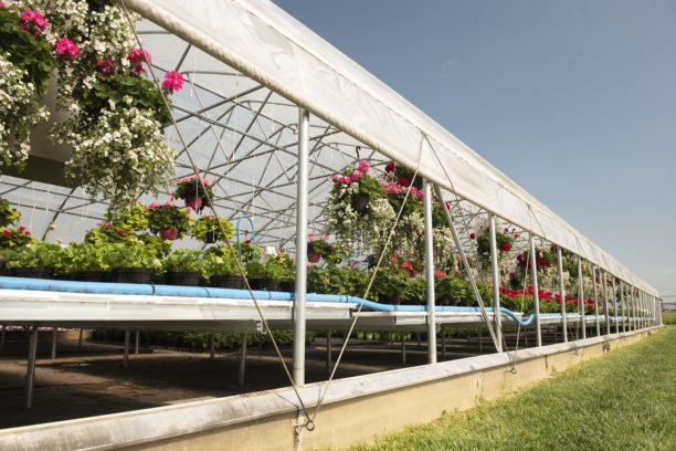greenhouse with roll up sides for natural ventilation