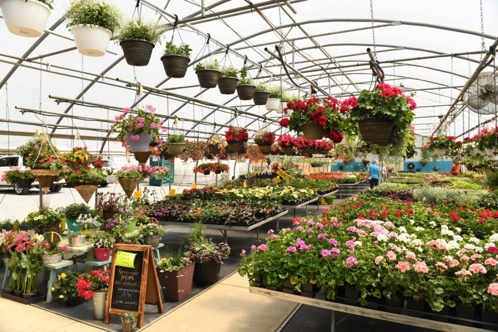 greenhouse selling flowers and plants