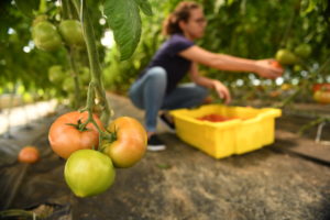 harvesting tomatoes in a greenhouse