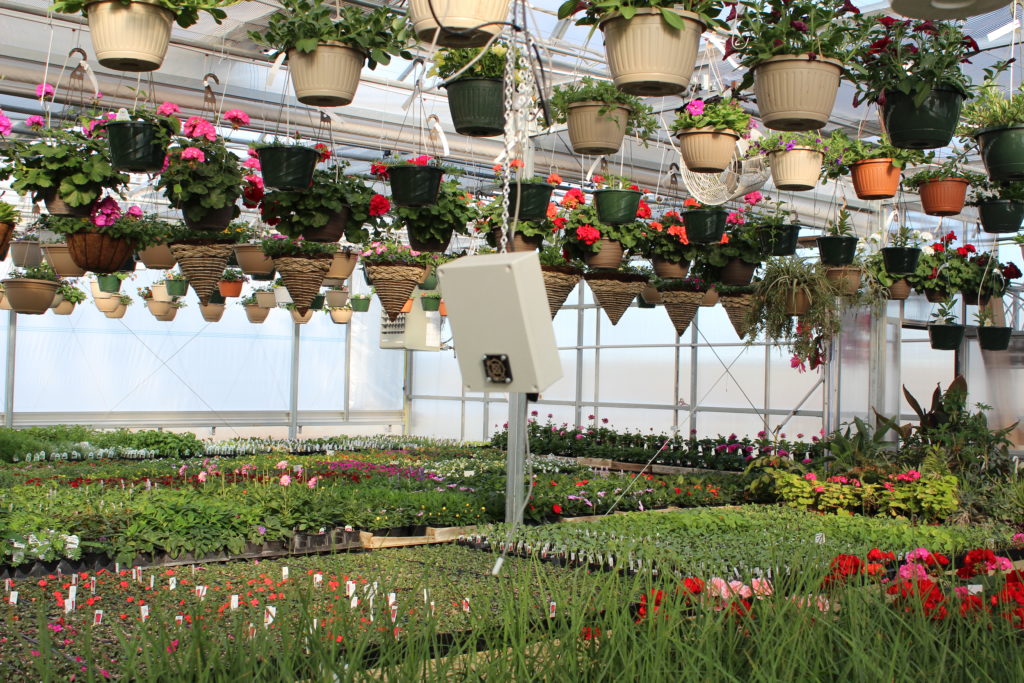 Flowers growing in greenhouse
