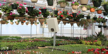 Flowers growing in greenhouse