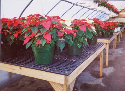 Greenhouse Benches, Greenhouse Gardening, Greenhouse Supplies